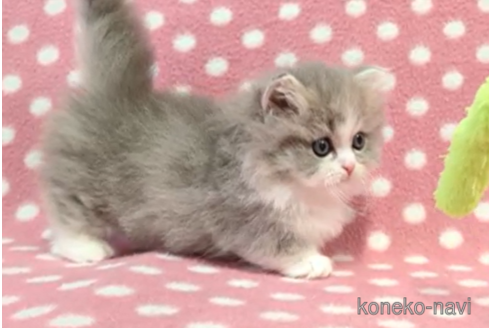 成約済の愛知県のミヌエット-112904の2枚目